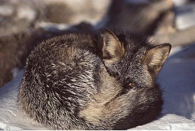 《模拟美景摄影》上架Steam 虚幻5引擎加持